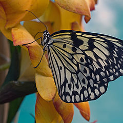 фото "Idea leuconoe"