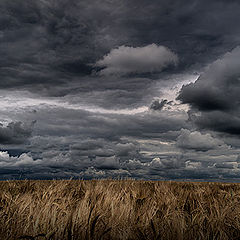 photo "Creepy fields"