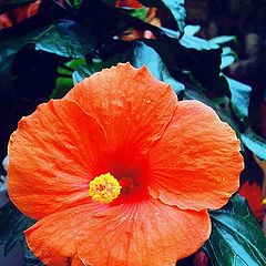 photo "" Hibiscus ""