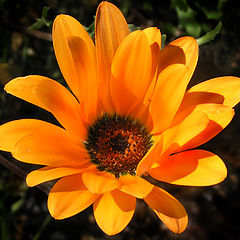 photo "Orange flower"