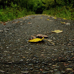 photo "***"