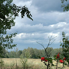 фото "Бузина"