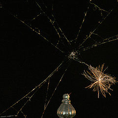 photo "WEB :)"