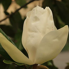 фото "Magnolia"