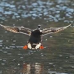 photo "Landing"