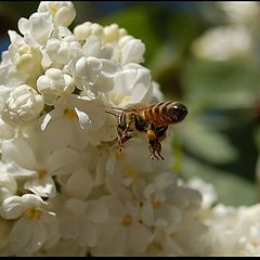 photo "Diligent bee"