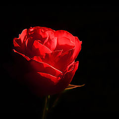 photo "red rose"