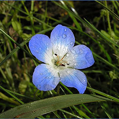 photo "Blue flower"