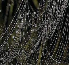 photo "Necklace for the Cinderella"