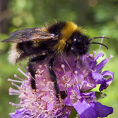 photo "Forest Bumble-Bee"