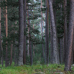 photo "Piny wood"