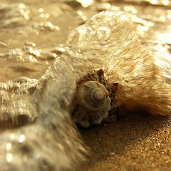 photo "Shells on the edge of the sea"