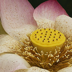 photo "Lotus-Macro"