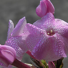 photo "Phlox"