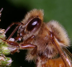 photo "Bee"