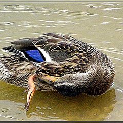 photo "cleaning duck"