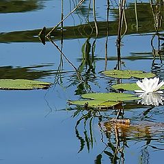 photo "Tha last lily"