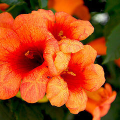 фото "Orange"