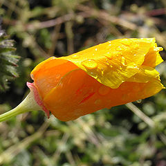 photo "Yellow flower"
