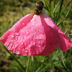 photo "Pink flower"