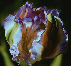 photo "A Tulip"