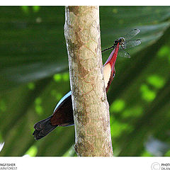 photo "Common King Fisher"