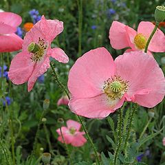 photo "Pink poppies"