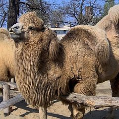 photo "Camel kiss"