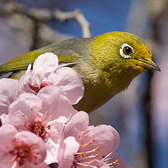 photo "The spring and the bird"