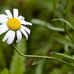 photo "Chamomile"