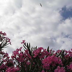 photo "The sky of Croatia."