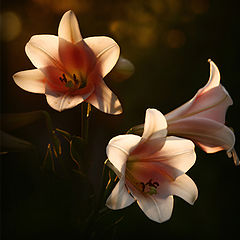 фото "Lilies"