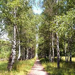 фото "березовая тропинка"