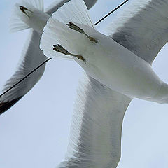 photo "seagull's games"