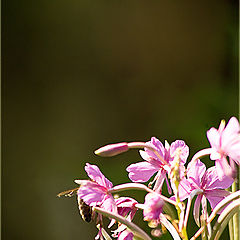 фото "Bee and the flower"