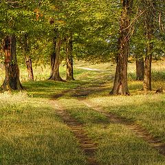 фото "afternoon light"