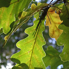 photo "Contours of autumn"