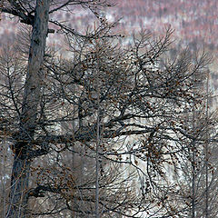 фото "Холдоми"