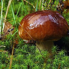 photo "Autumn mushroom"