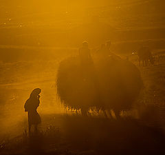 photo "Country life"