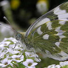 photo "Camouflage"