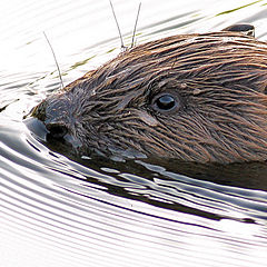 фото "Beaver (Castor fiber)"