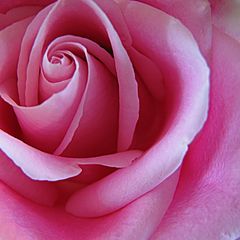 фото "Pink Rose"