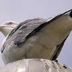 фото "Seagull WC ....."