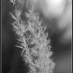 photo "Gone to Seed"