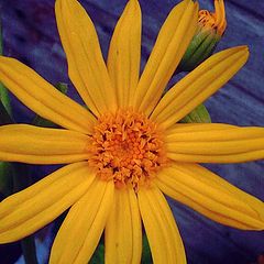 photo "Rudbeckia "Golden Glow""