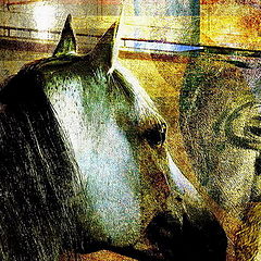 photo "arabian horse"