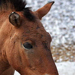 photo "Chingis-Khan's horse"