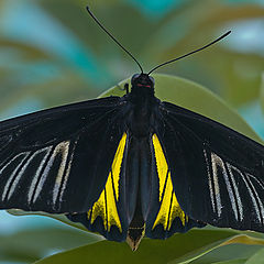 photo "Troides radamantus"