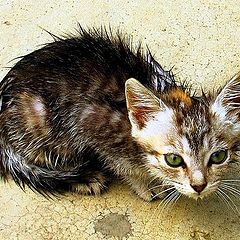 photo "wet pussycat"